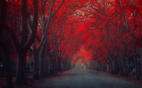 Nature Landscapes Roads Path Trees Park Forests Leaves Autumn