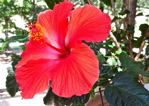 Check spelling or type a new query. Hibiscus Flower beautiful and packed with healthy properties!