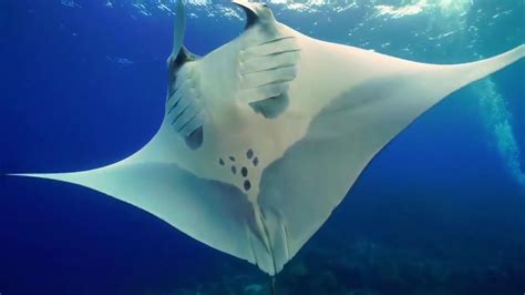 Spotted Eagle Rays Southern Stingrays Reef Manta Rays And Giant