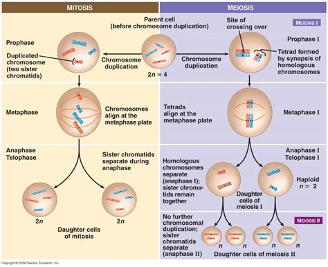 Distinguish Between Meiosis And Mitosis Difference Between Mitosis