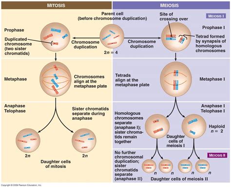 Meiosis Vs Mitosis Comparison Schoolworkhelper