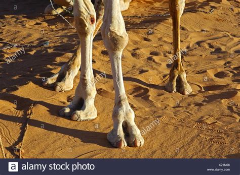 Camel Leg Legs High Resolution Stock Photography And Images Alamy