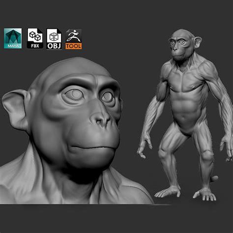 Monkey 3d Model Cgtrader