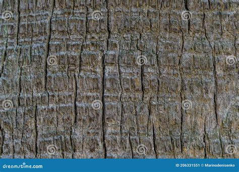 Close Up Of Gray Textured Trunk Of Big Washingtonia Palm Tree