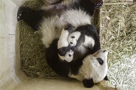 Research Project Raising Panda Twins Vienna Zoo