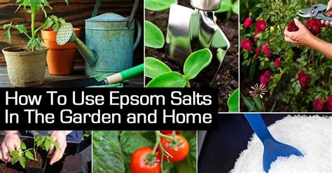 How To Use Epsom Salts In The Garden And Home