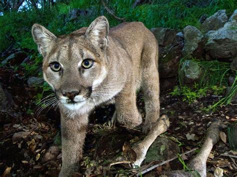 Juvenile Cougar Killed In Port Coquitlam After Youth Possibly Stalked