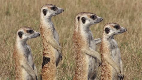 Group Of Meerkats Standing Up Alert And Looking For Predatorsbotswana