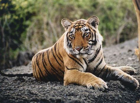 Tigrin Save The Tiger Tiger Pictures Wild Cats