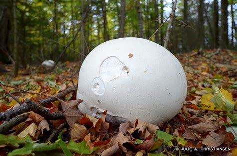 Puffball Palooza Michigan In Pictures