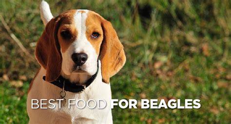 Beagles can eat vegetables like carrots, broccoli, cabbage, green beans, pumpkin, spinach, asparagus. Best Dog Food For Beagles: 5 Top Rated Dog Foods (2020 ...