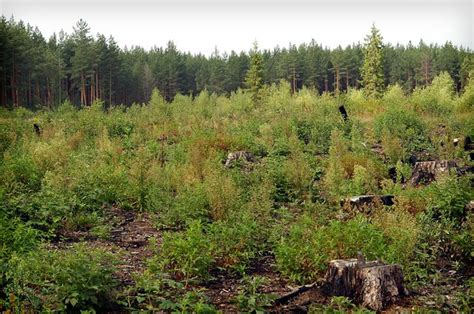 Russian Boreal Forest Polluted Landscape Img09 Flickr Photo Sharing