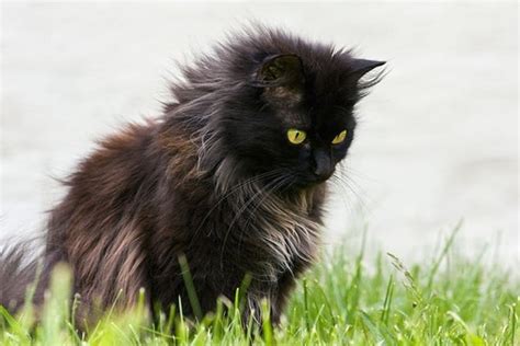 10 Most Friendly Cat Breeds In The World
