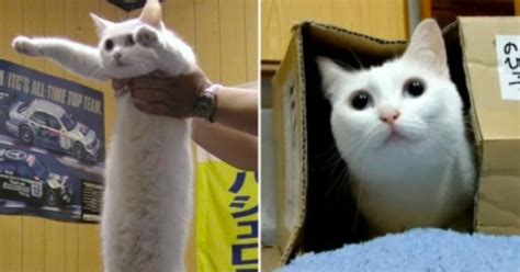 Busca un tema en el blog. Fallece el 'gato largo', una leyenda de los memes | EL ...