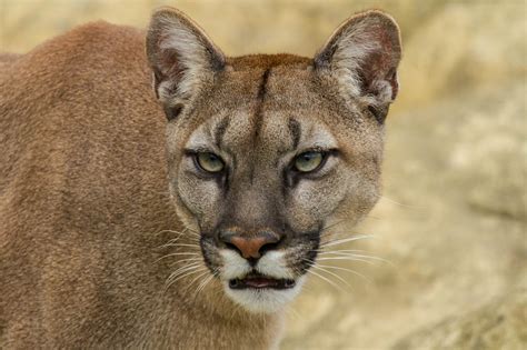 Animal Cougar Wallpaper