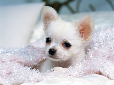 Dog cute puppy small pet animal chiwawa small dog fur chihuahua. Cute Dogs: White Chihuahua Dogs