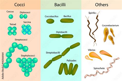 Types Of Bacterial Bacteria Different Forms Of Bacteria