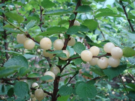 Nanking Cherry Prunus Tomentosa Hardy Fruit Trees For Orchards Carya Nursery