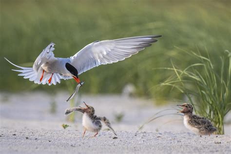 The South End Of Wrightsville Beach A Vital Bird Habitat Audubon