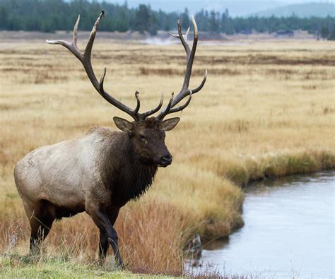 This bull elk's vocalization is known as bugling, can be heard for miles, and is rewarded with females that are attracted to the males that bugle more often. Big Bull Elk Photograph by Wesley Aston