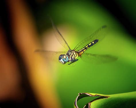 Flying Dragonfly Photograph By Mark Andrew Thomas Fine Art America