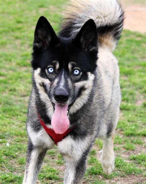 huskita dog breed pictures  images