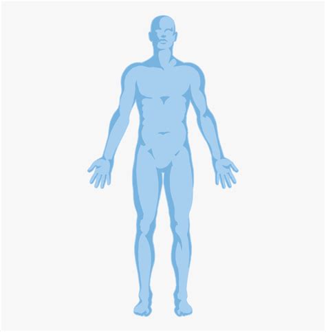 Human Body Transparent Background Hd Png Download Kindpng