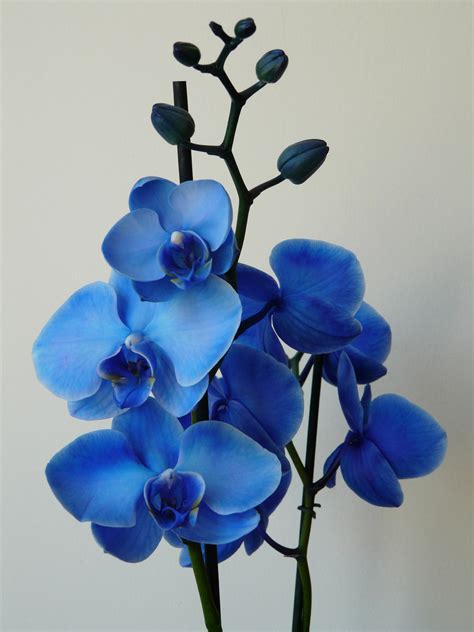 Blue Orchid By Krsdeamon On Deviantart