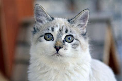 Kimriyskaya Cat Cymric Cat Breed Description Characteristics