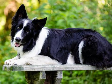 Border Collie Dog Breed Information And Characteristics Zoonerdy