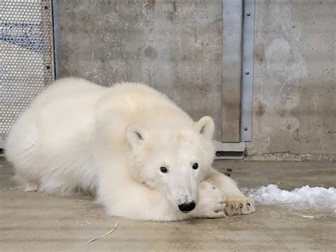 Alaska Zoo Takes In Orphaned Prudhoe Bay Polar Bear Cub Alaska Public