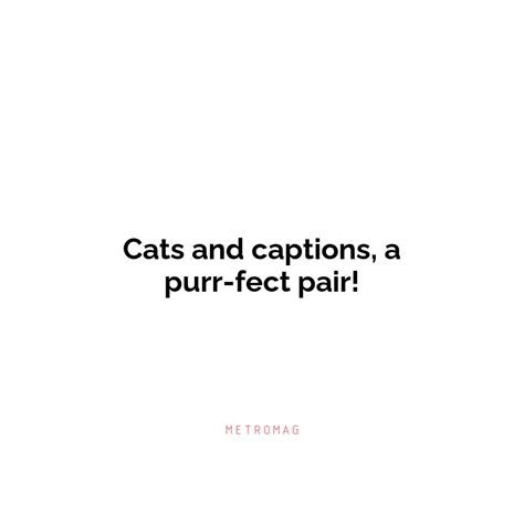 Updated 460 Purrfect Kittie Captions To Brighten Your Day Metromag