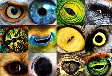 How Humans See Vs How Animals See Memolition Eye Animal Eye Art