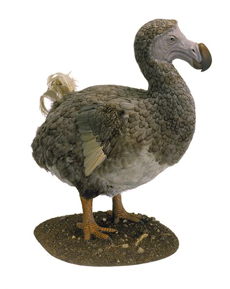 Study Reveals Dodo Birds Not Stupid As Previously Thought Sbu News
