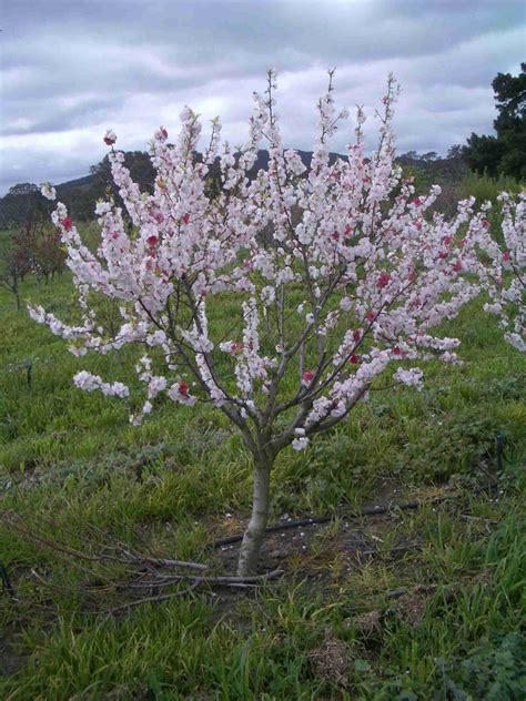 Dwarf Versicolour Flowering Peach Plantnet Australia