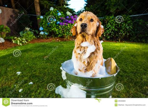 Free download hd or 4k use all videos for free for your projects. Dog Bath stock image. Image of soap, outside, clean, funny ...