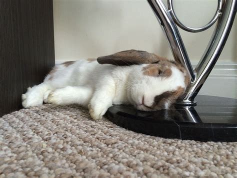 Sleepy Bun Bun ️ Floppy Ears Bunny Sleepy