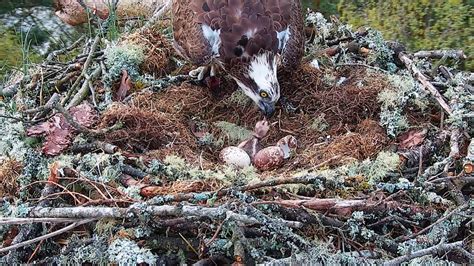 First Chick Hatches At Loch Of The Lowes Scottish Wildlife Trust