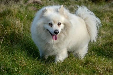 13 Things You Dont Know About American Eskimo Dogs Our Dog Breeds