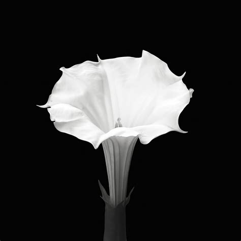 Check spelling or type a new query. Moon Flower | Shutterbug