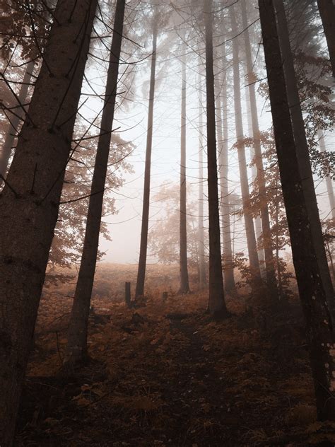 Low Angle View Of A Foggy Autumn Forest Pixeor Large Collection Of
