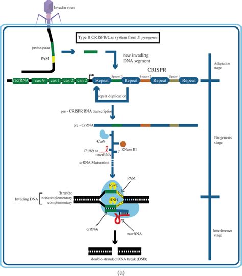 Type Ii Crispr Cas System Pathway In Streptococcus Pyogenes And