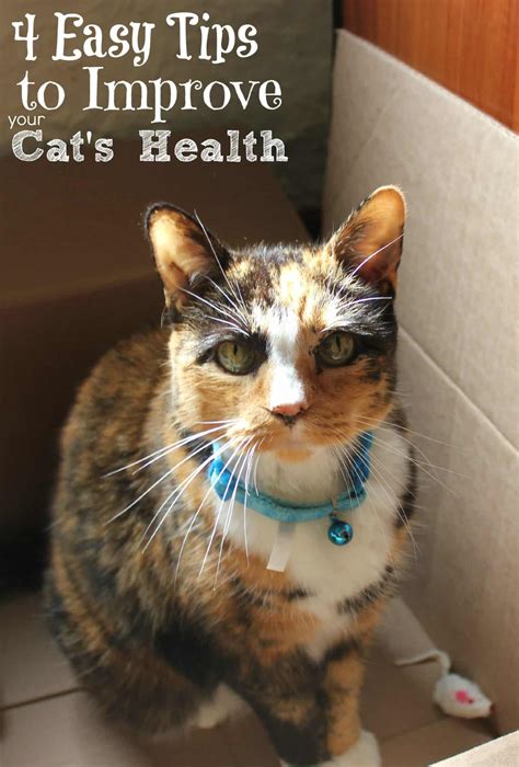 4 Important Tips To Improve Your Cats Health Today