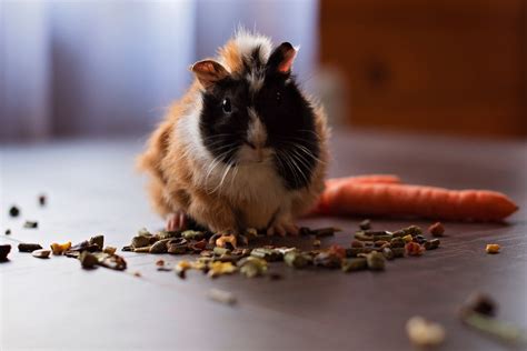 While guinea pigs can eat a variety of foods, they don't always know what's good for their gut. What Food Can Guinea Pigs Not Eat? | Foods to Avoid for ...