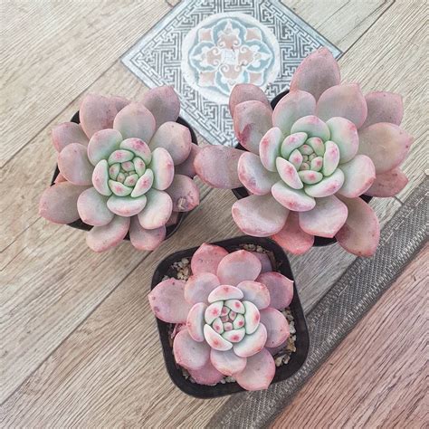 Pin By 은화 손 On Succulents Pretty Plants Cacti And Succulents