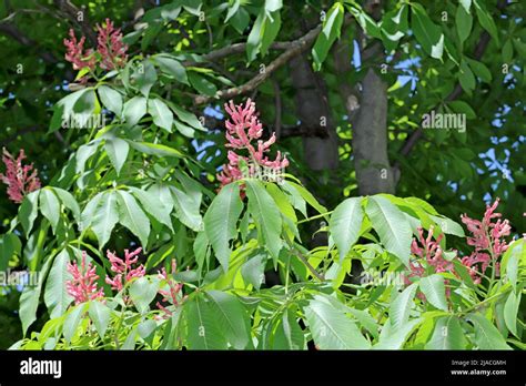 Flowering Red Horse Chestnut Tree Aesculus Carne Stock Photo Alamy
