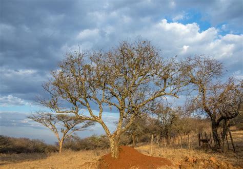 Thorn Tree Landscape In The Soutpansberg South Africa Stock Photo