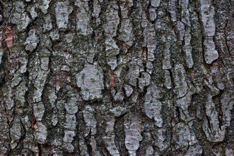 Forest Tree Bark Rough Texture Close Up Shot Stock Photo Image Of