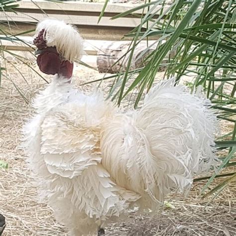 White Frizzle Showgirl Naked Neck Silkie Chicken Rooster Hot