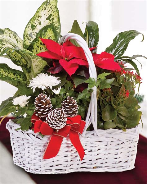Christmas Poinsettia Basket Florist Flowers Delivered Allens
